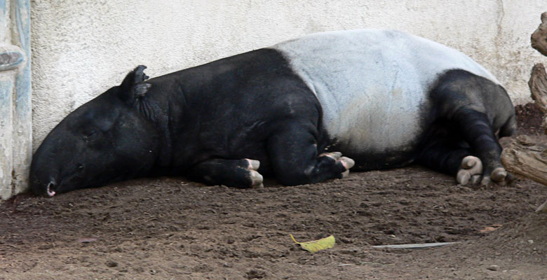Malayan Tapir, skin is black and white