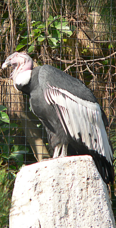 Condor sitting on a stone