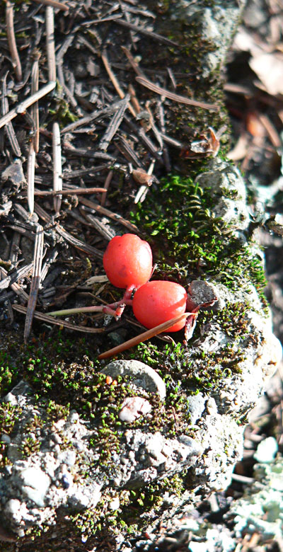 Red Berries