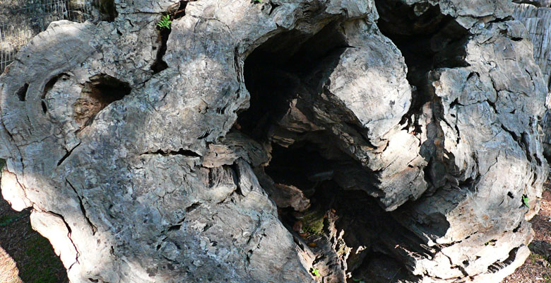Petrified wood