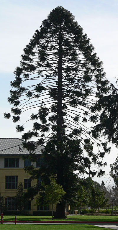 A tree in shape of a fish with lots of bones