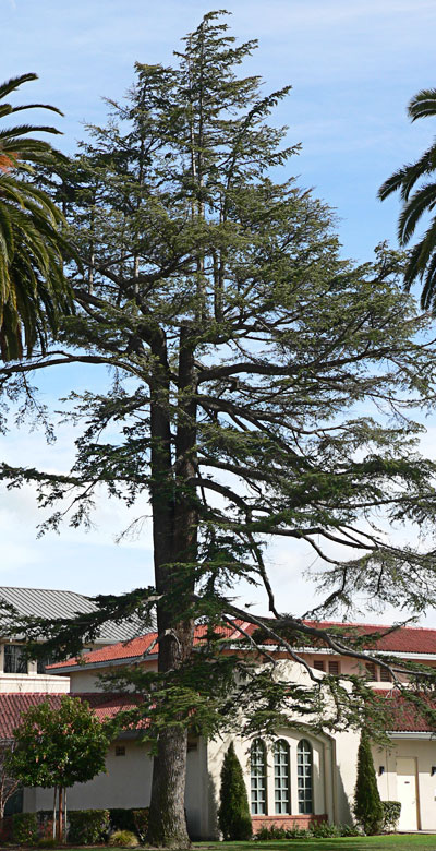 A tree in a shape of a fork