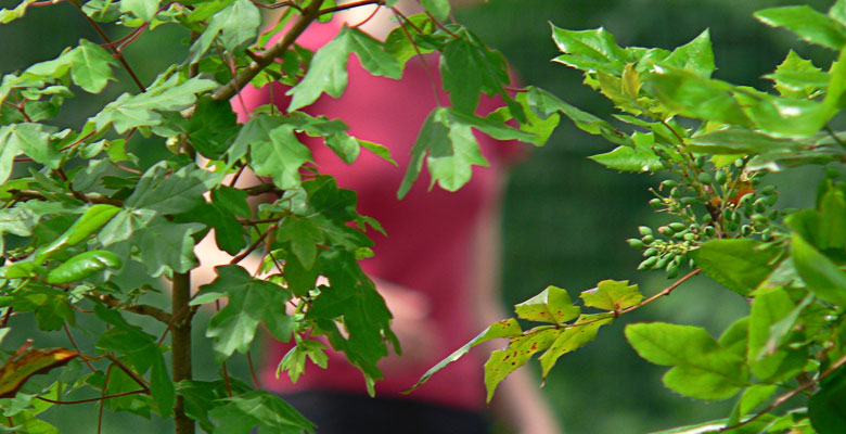 Women behind leaves