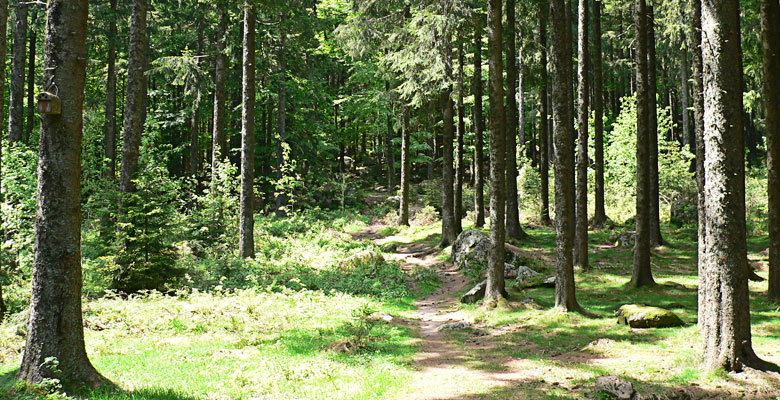 Trail through a forest