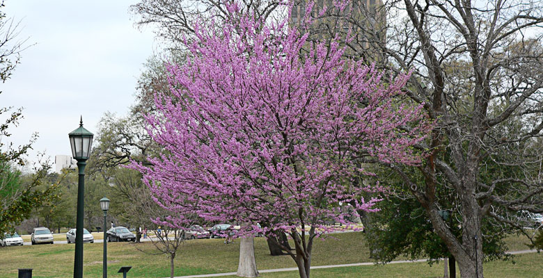 Purple Tree