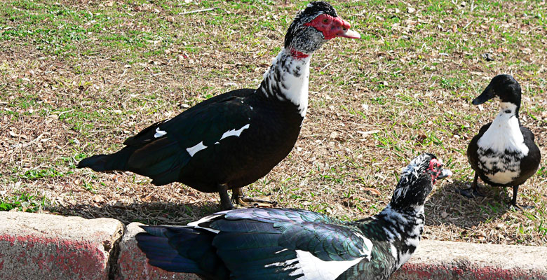 Some ducks with a red head