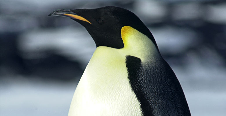 Emperor Penguin  